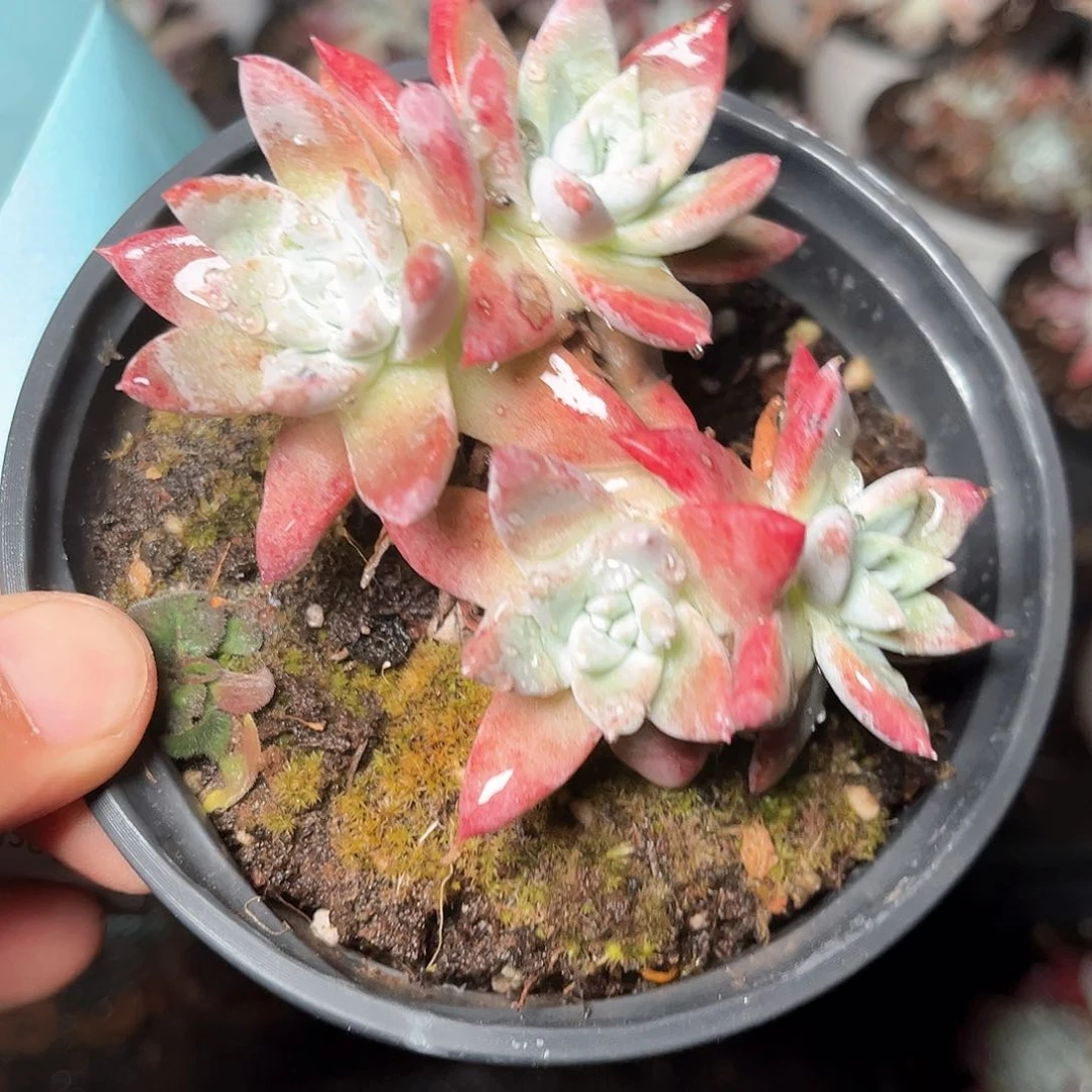 6067刘丹白菊仙女杯多肉