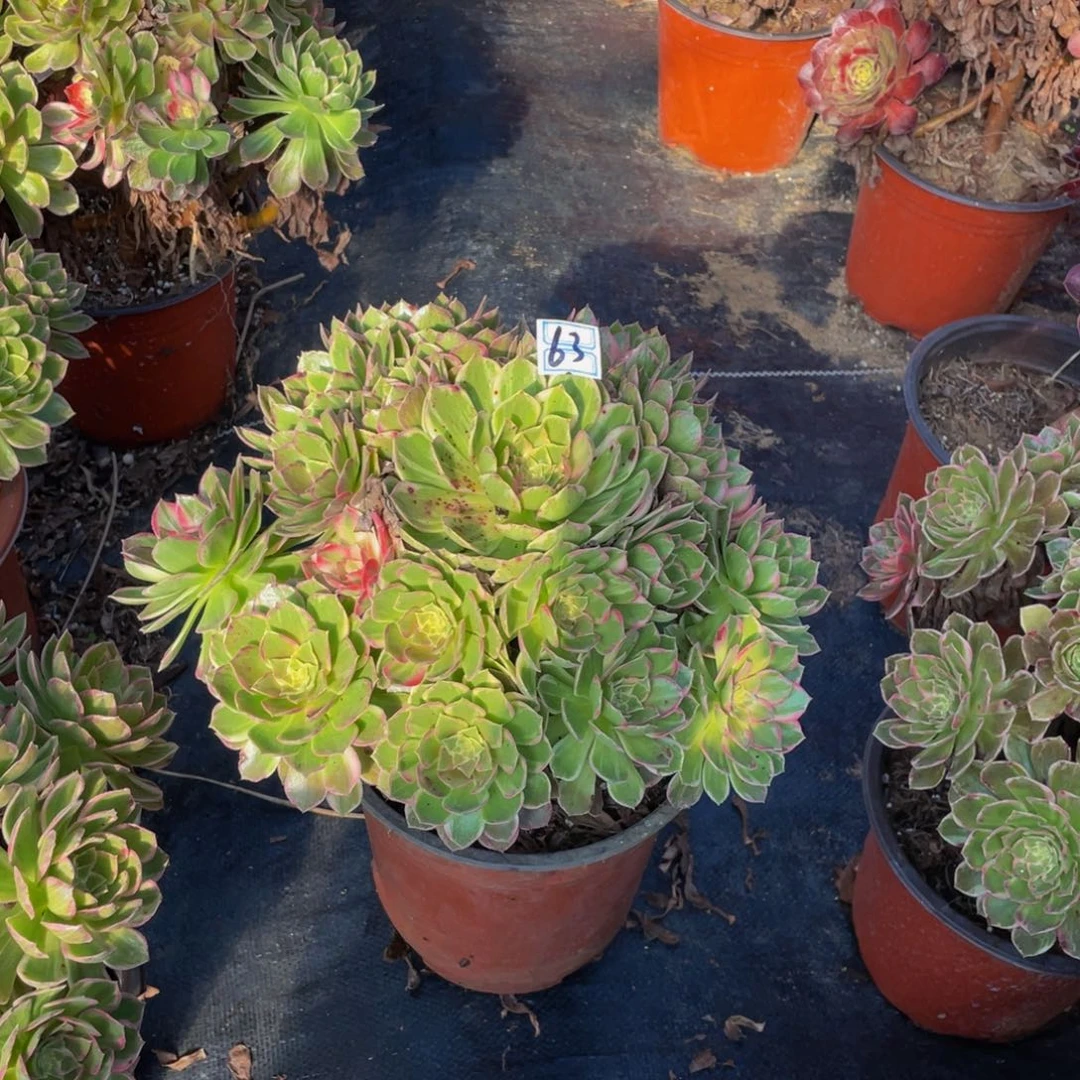 63鲜花老桩桃花巫