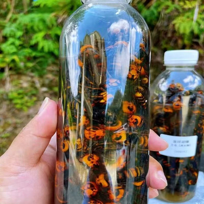 野生活泡金环黑尾红娘虎头蜂泡酒材料地蜂当天现抓活泡原液发货