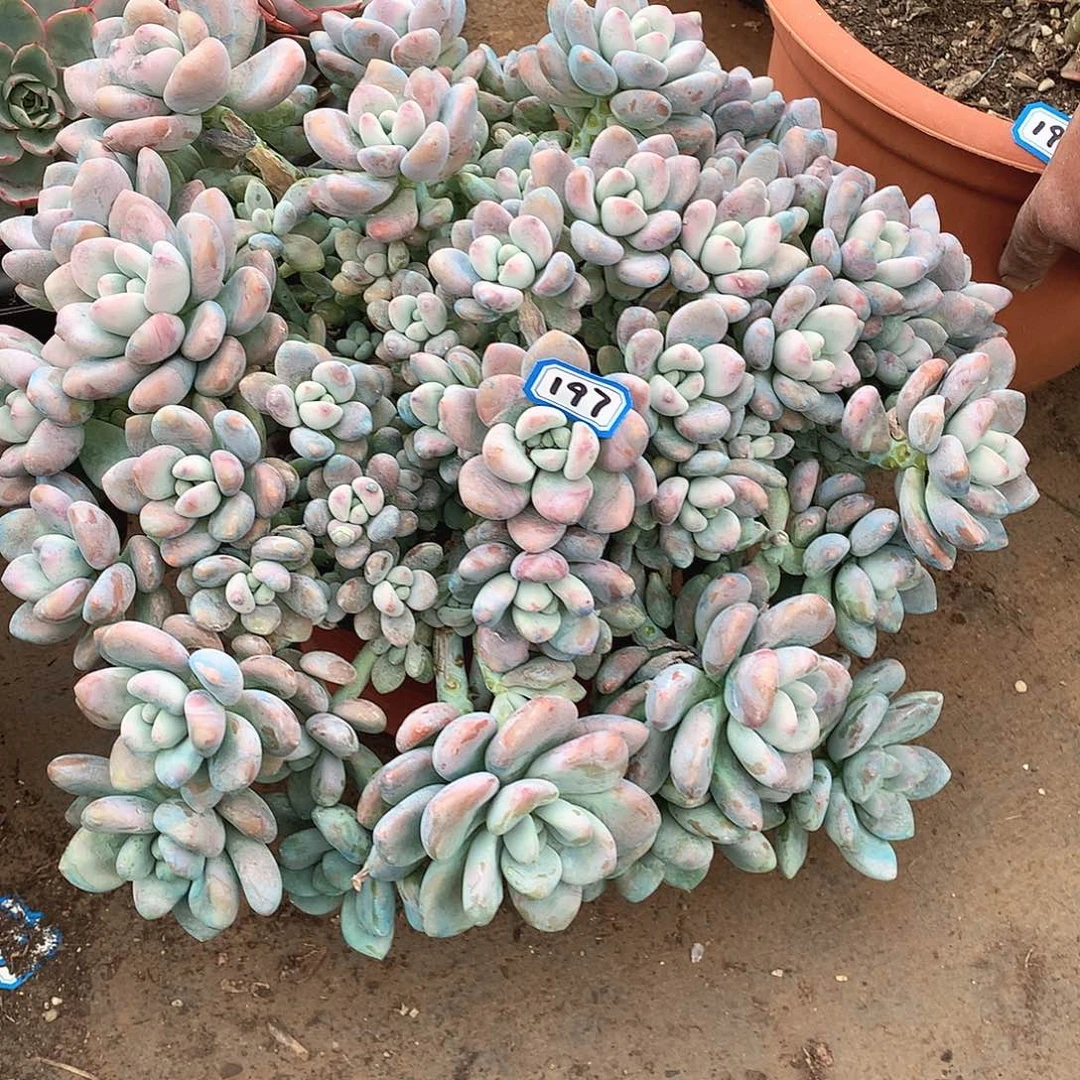 197洛神 一物一拍多肉