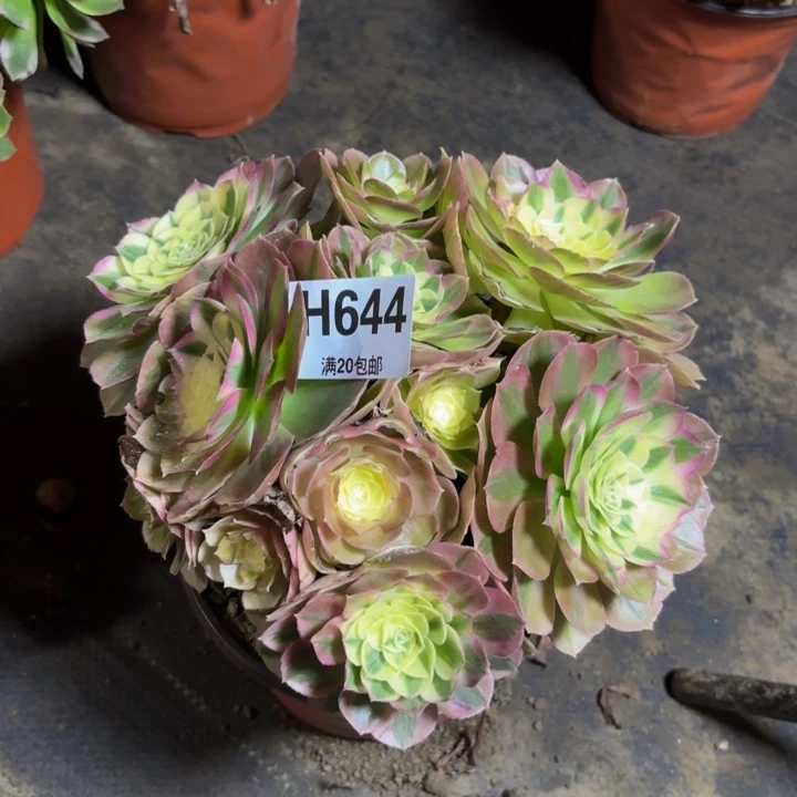 瑞妈，，。。。644绿体。