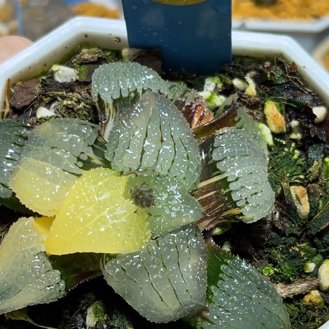 恭喜发财大吉大利628