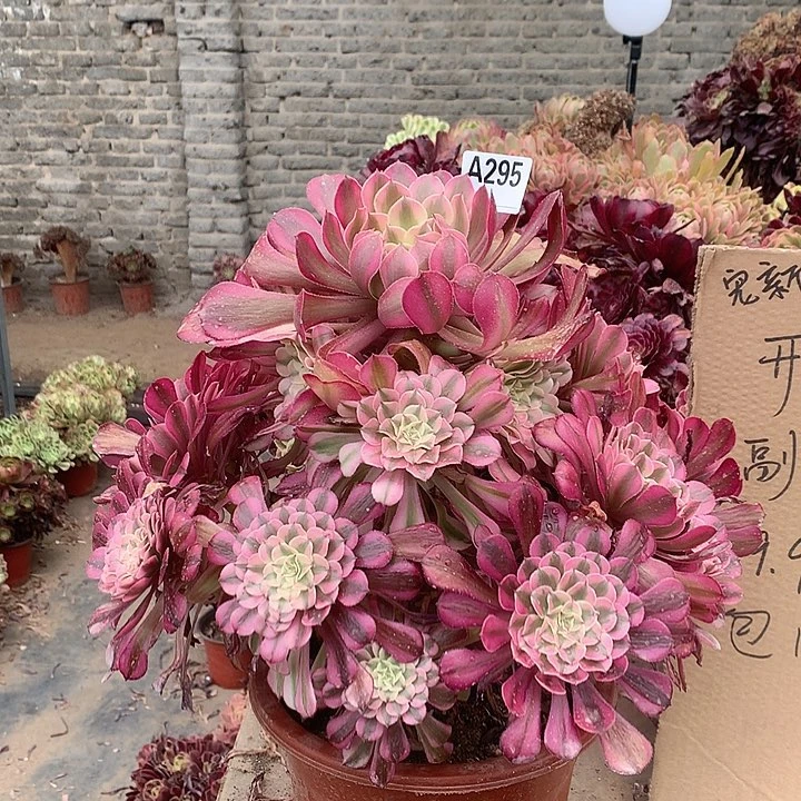 295红铜壶白锦多肉法师