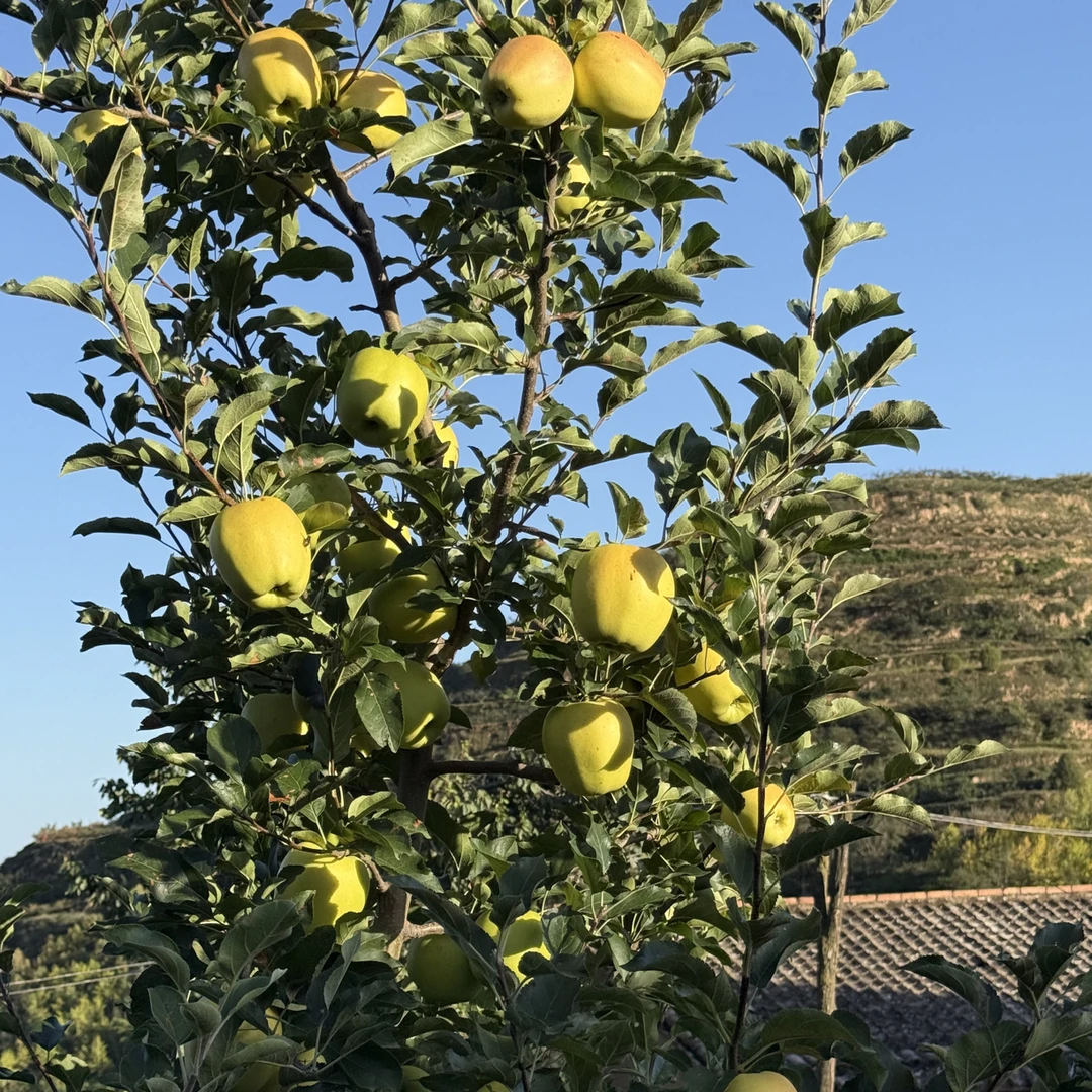 天水光果黄元帅苹果酸甜脆爽多汁现摘现发（儿时的味道，顺丰包邮）