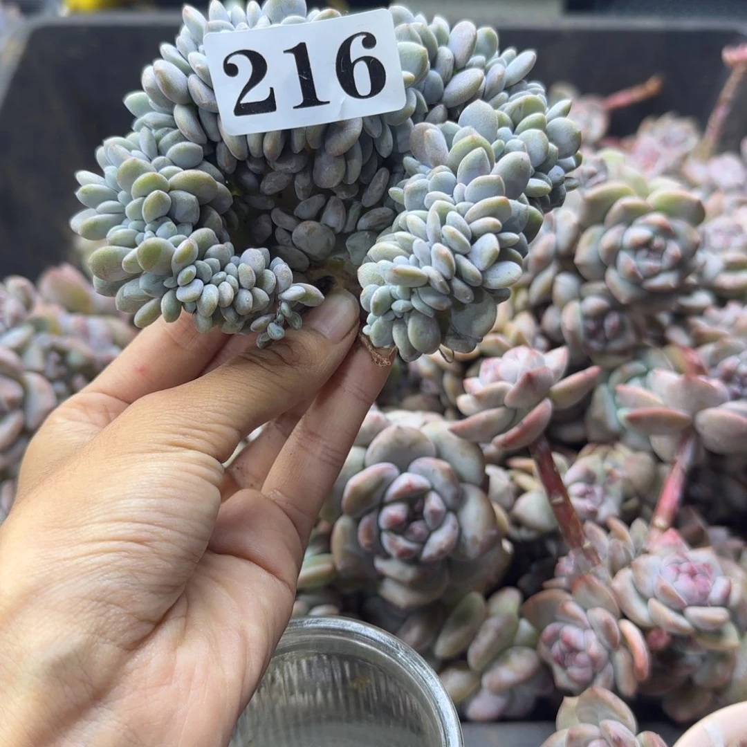 粉兔缀化一物一拍216