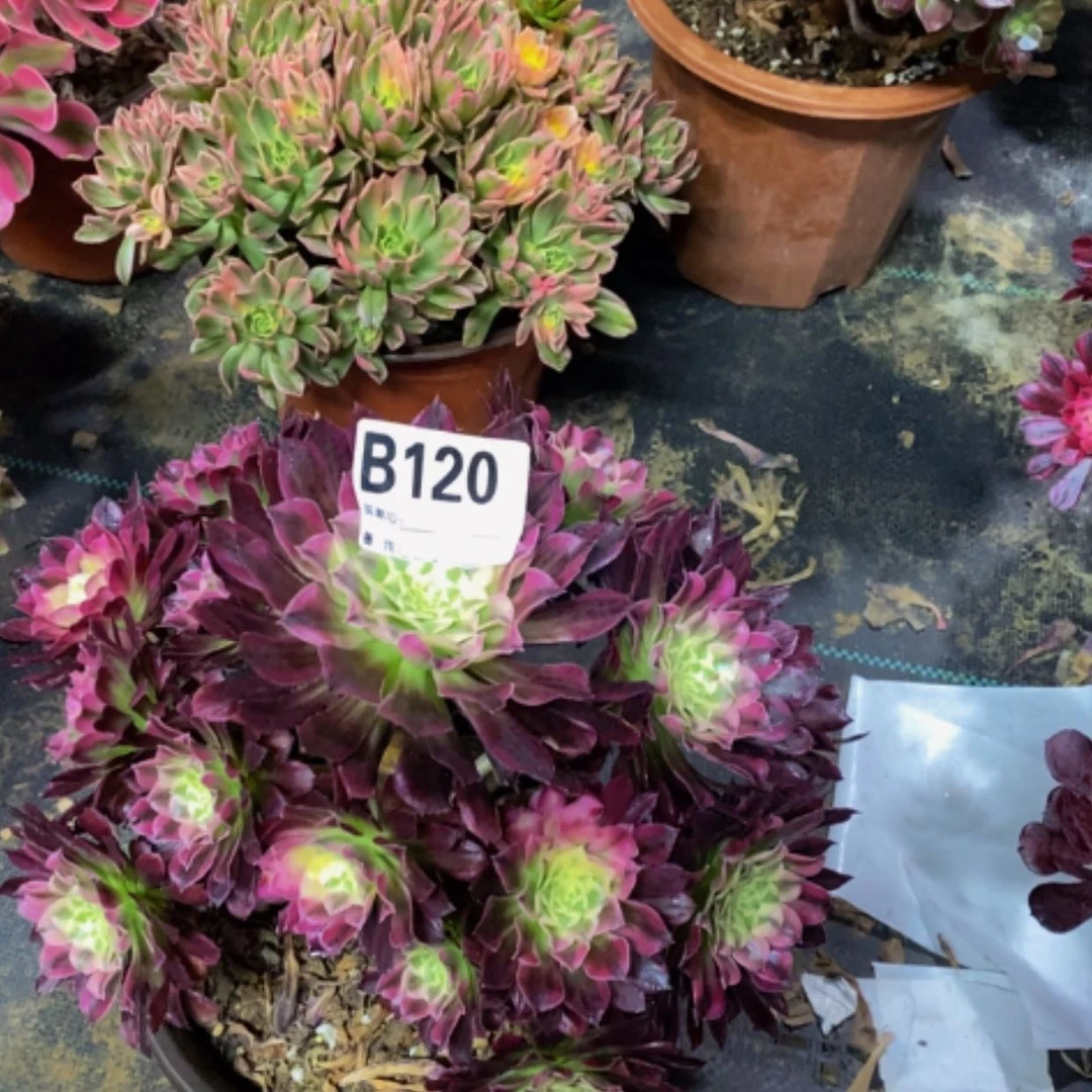 【闪购商品】天河120