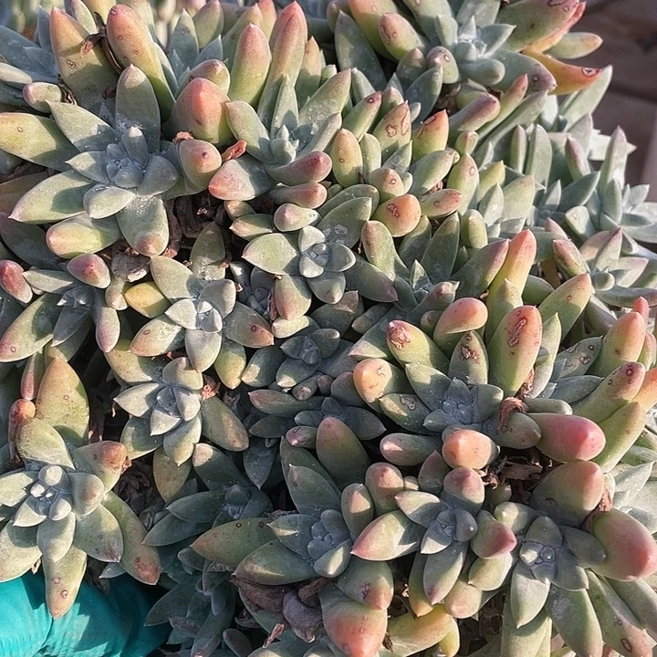 小花朵白拇粗桩福利