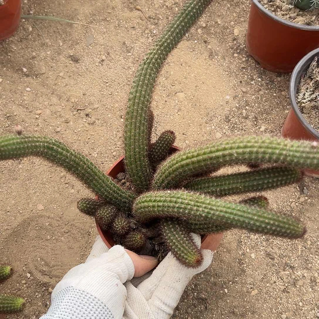呃呃呃呃呃呃呃呃呃呃呃呃呃