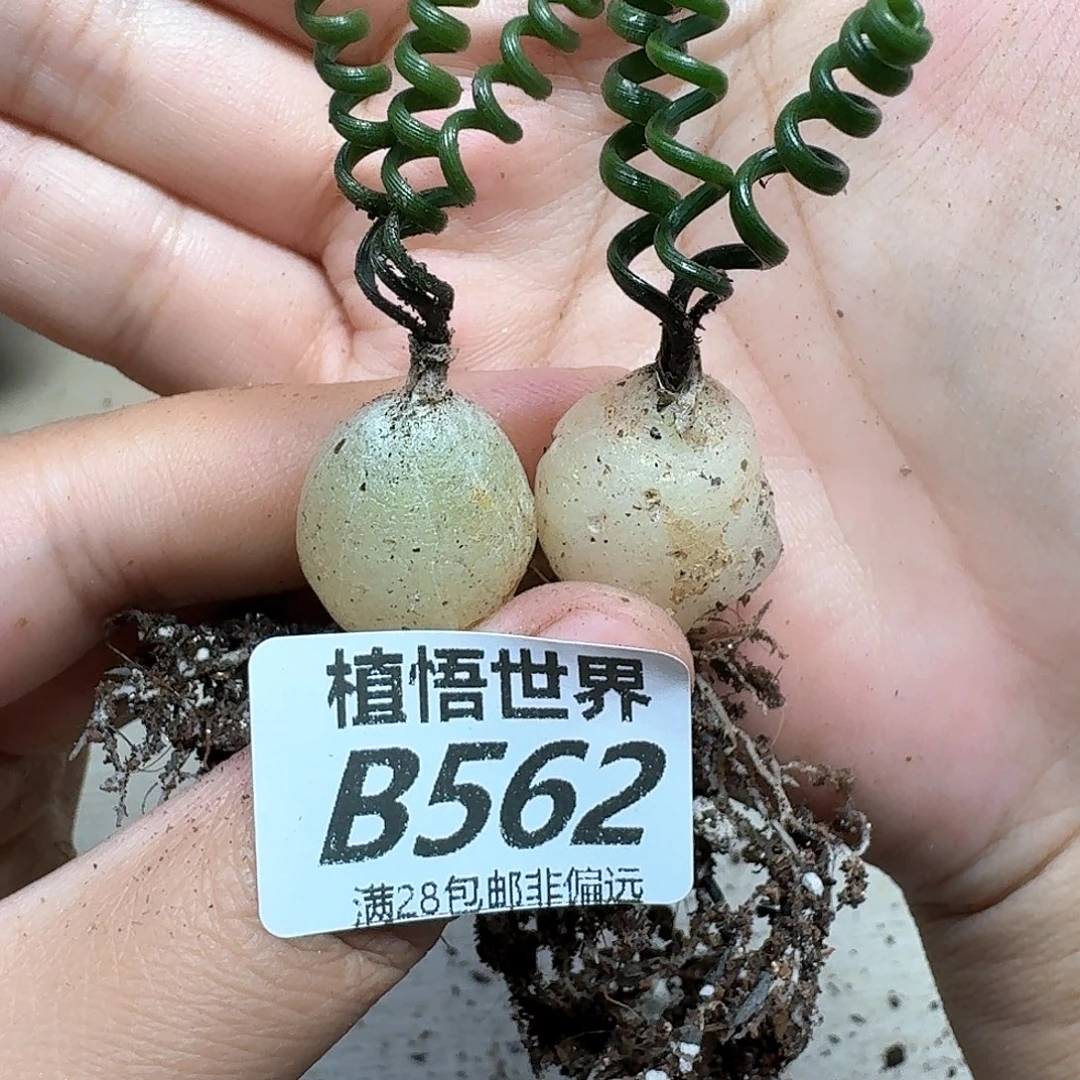 多肉植物的润泽fghh