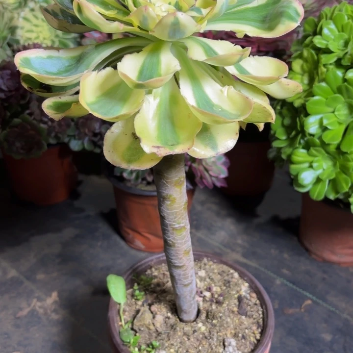 瑞妈，，，。。。517燕姿锦，