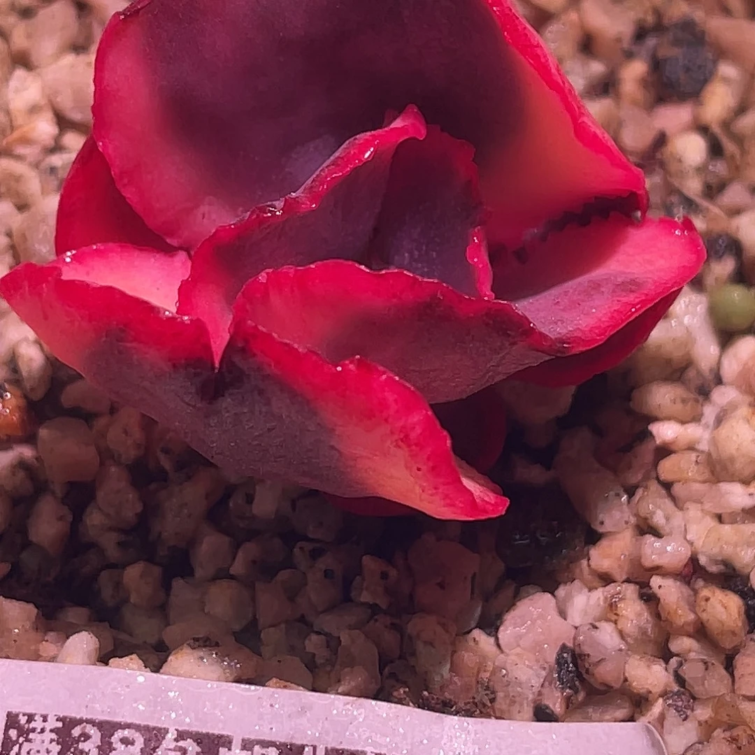 尚品园艺福利锦头盖8326