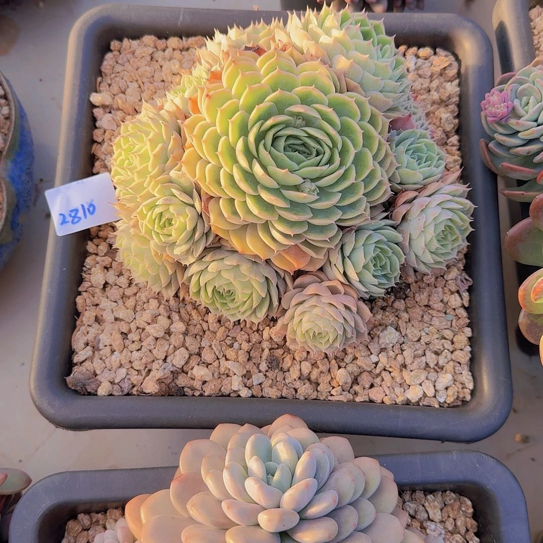 春****2810昂斯诺多肉植物