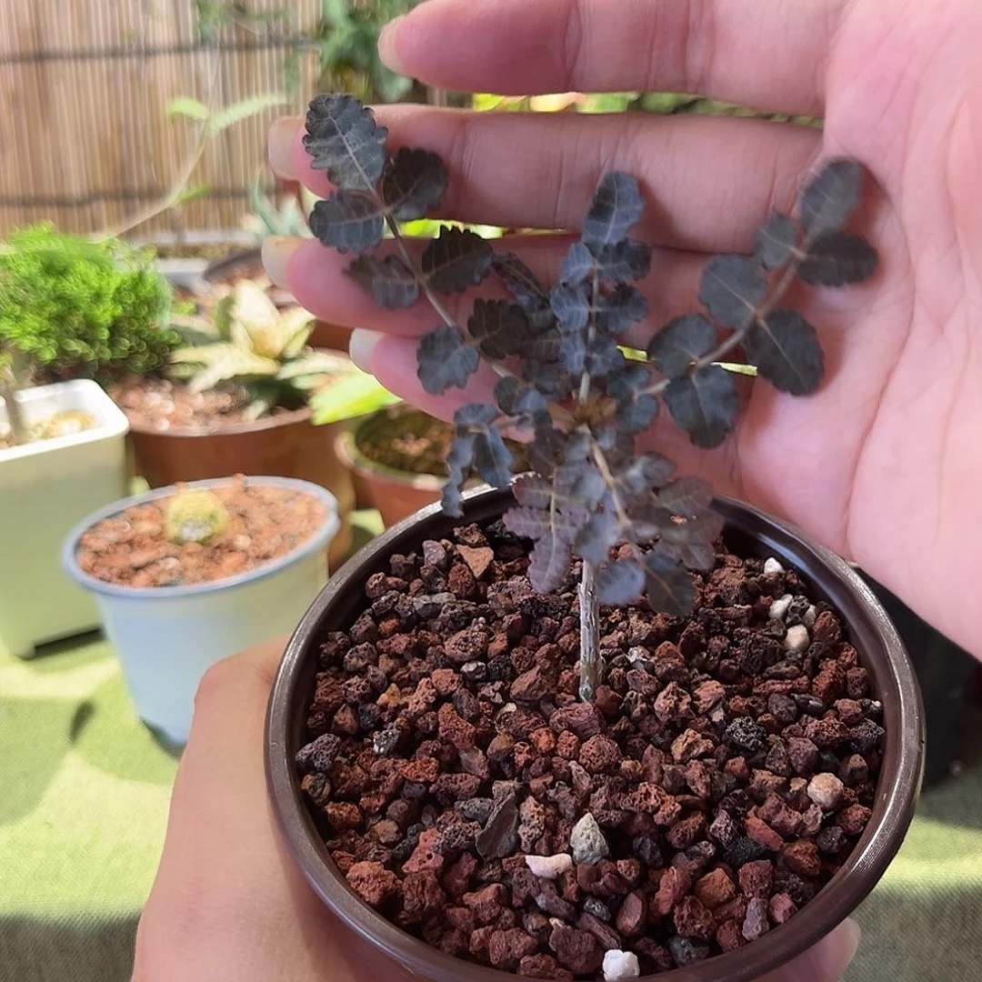 迪奥斯乳香多肉植物