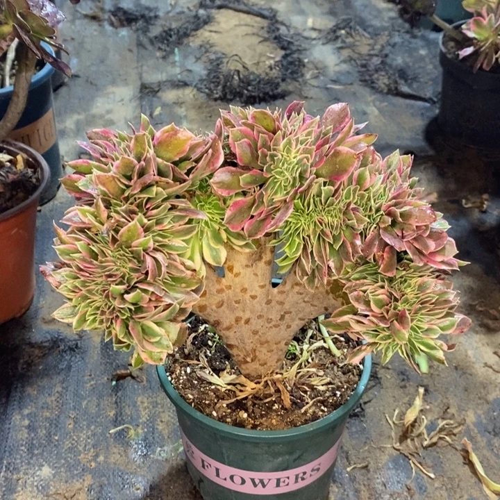 女神缀多肉植物66