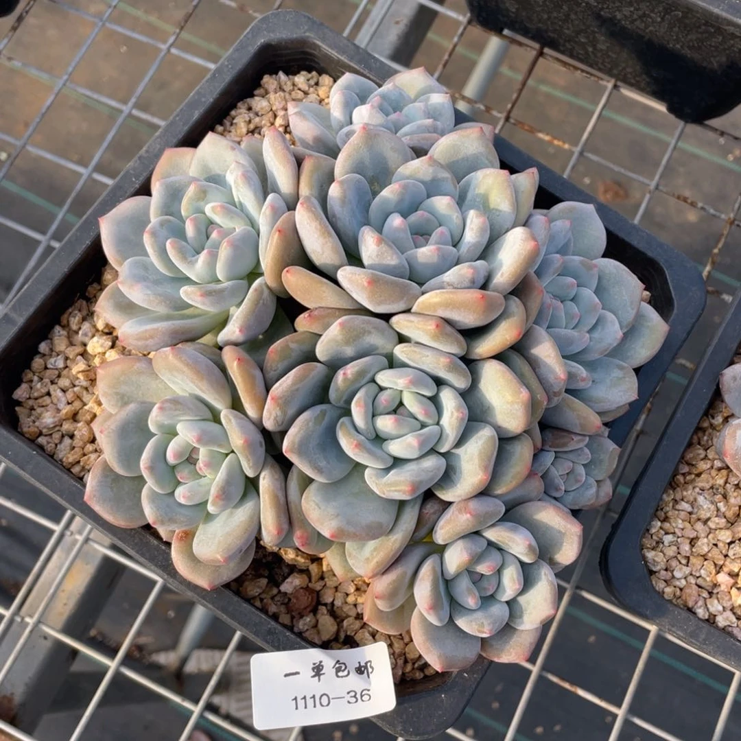 1110-36-香橙。。。。。。。