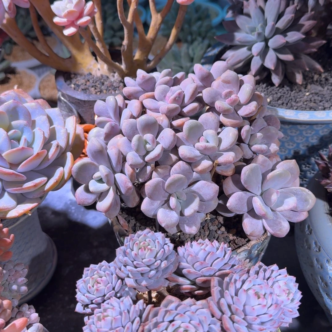 粉兔 朵朵缀 一物一拍