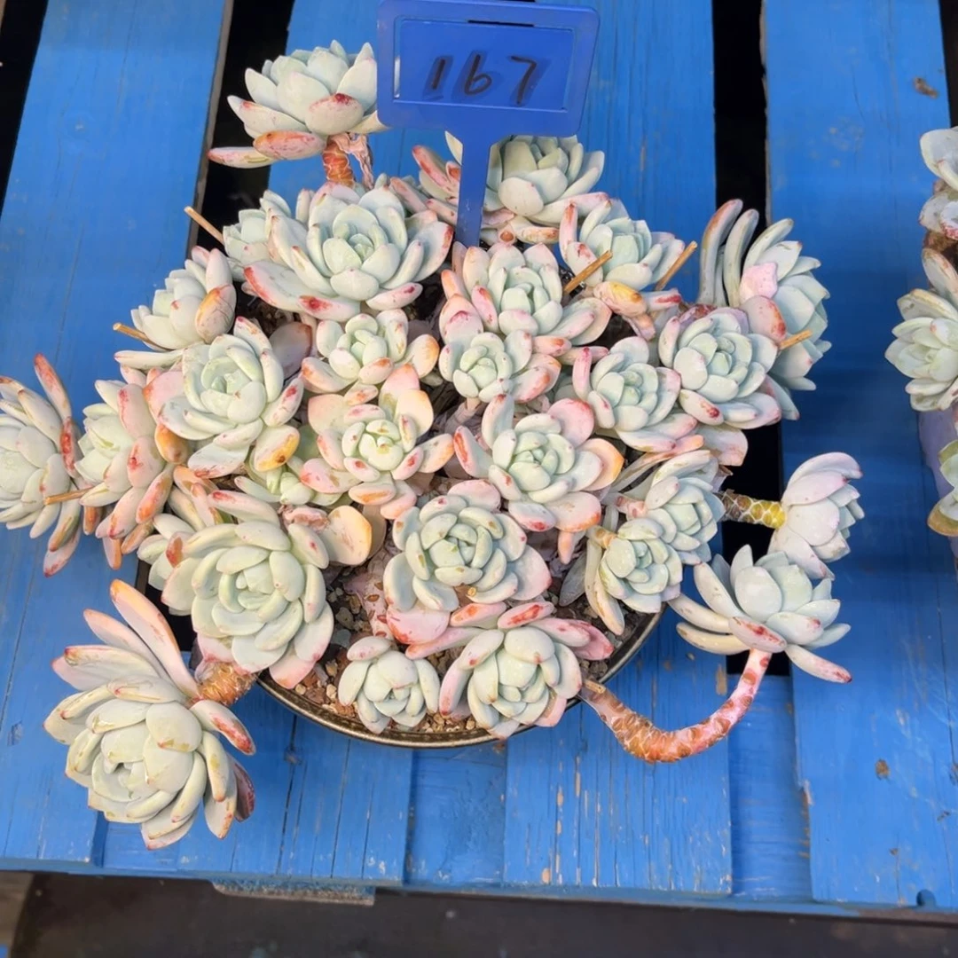 小雨多肉冷香群生