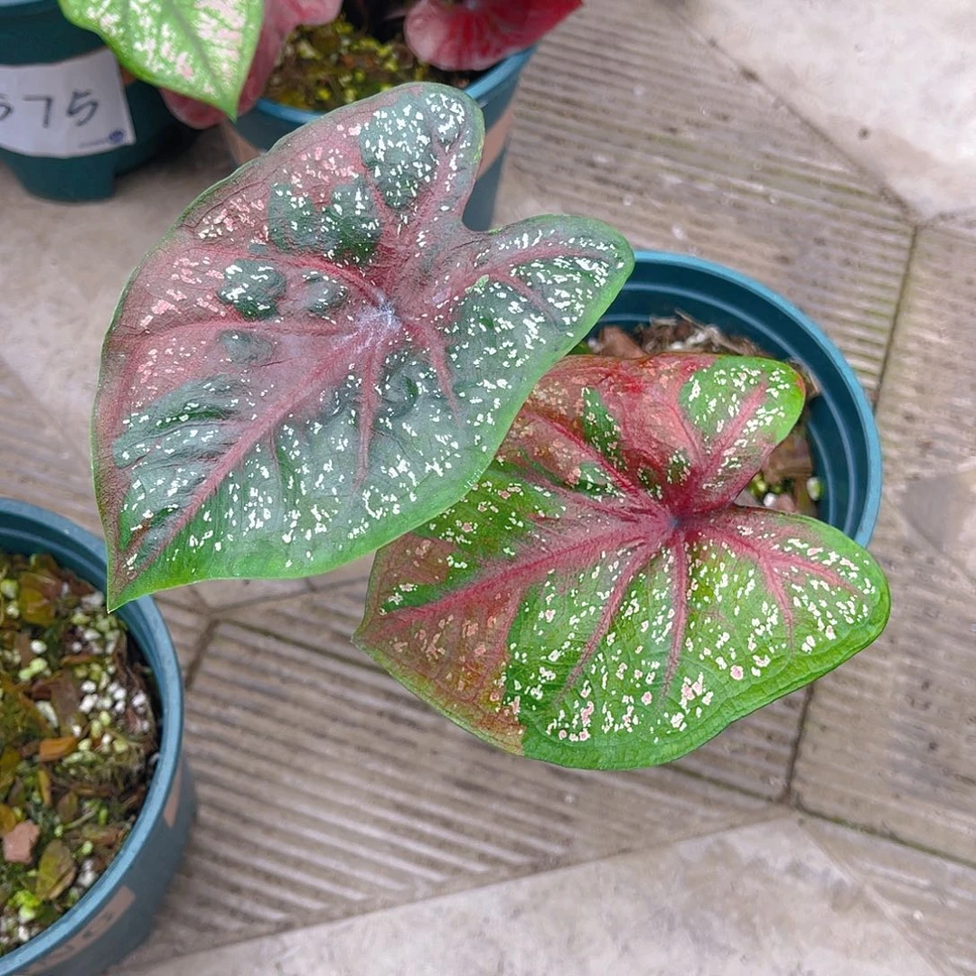 完全开放泰彩一物一拍1448