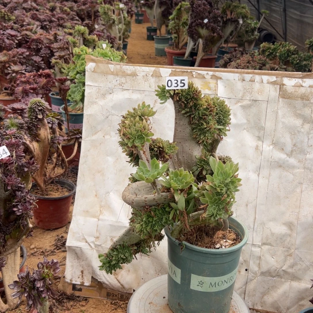 有伤原始绿035官府40