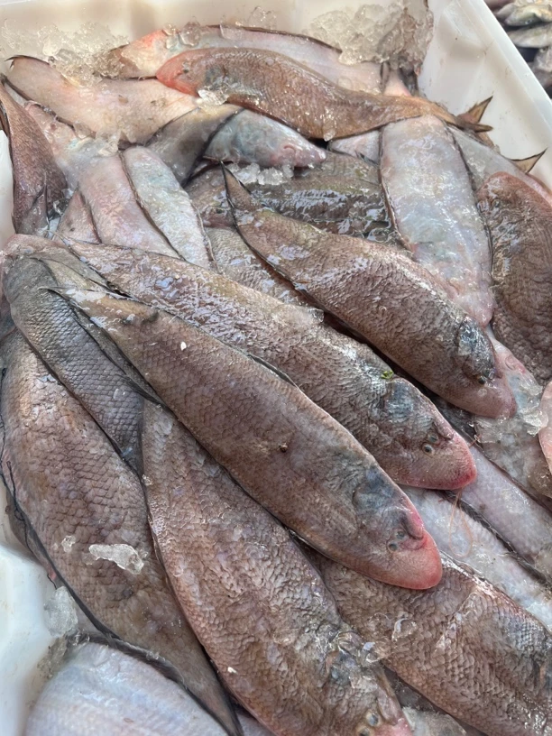 惠来神泉港当日现货 红禅龙舌一斤5-6条 到手5包 顺丰冷链