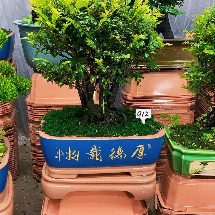 无花朵小叶紫檀木.
