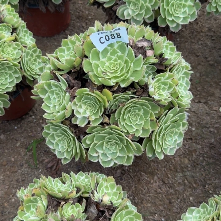 088水蜜桃。多肉植物