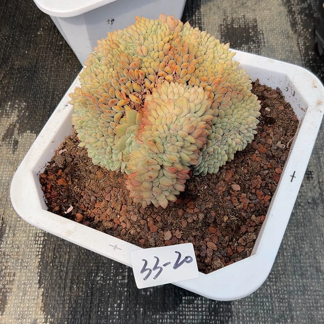 诗*33-20爱丽儿缀多肉