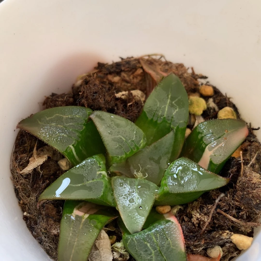 火焰山克锦，带盆发货