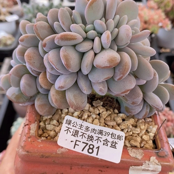 粉兔缀13cm781多肉植物