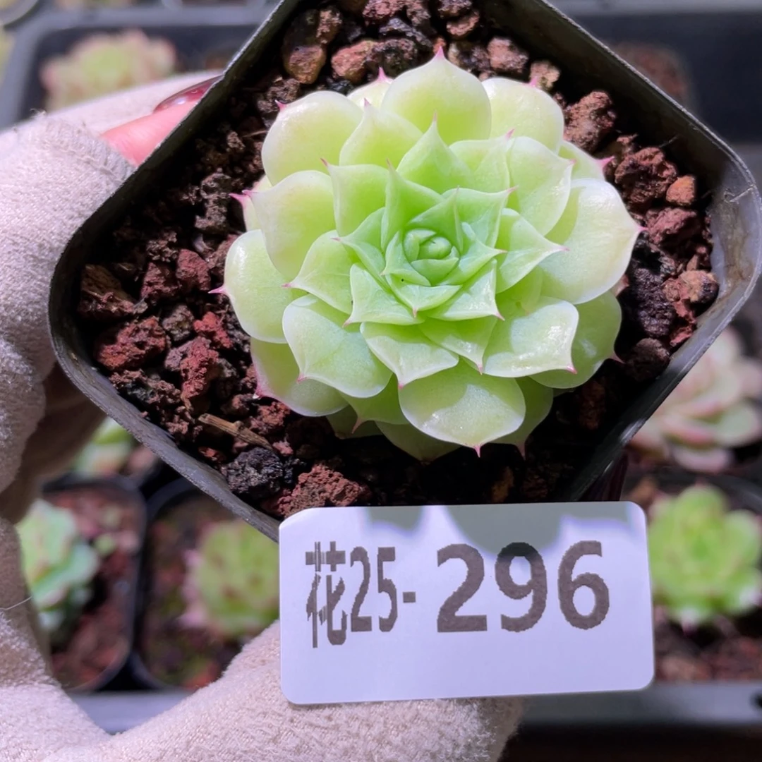 花利美25-296麦秆