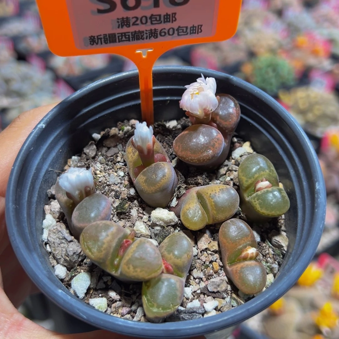 618 一物一拍，默认有伤，介意勿拍，不退不换