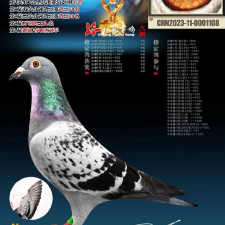 信鸽种鸽成绩鸽足环鸽子运输框