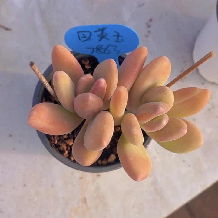 健健康康平平安安