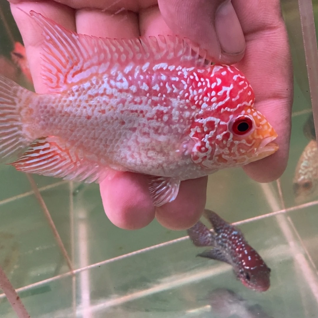 ****尉罗汉鱼大发直播间专拍
