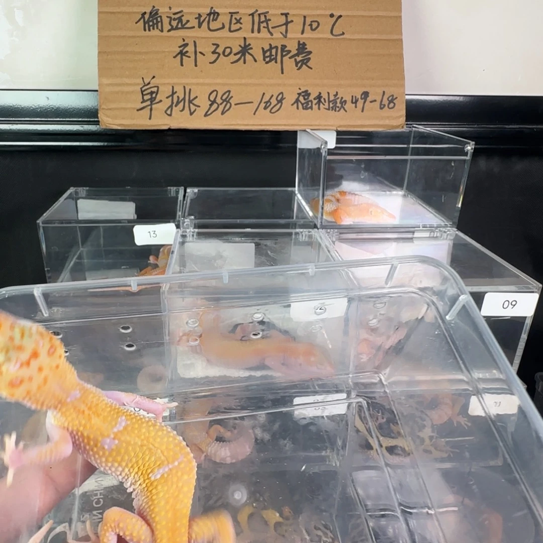 豹纹守宫蜡笔暴龙妹妹