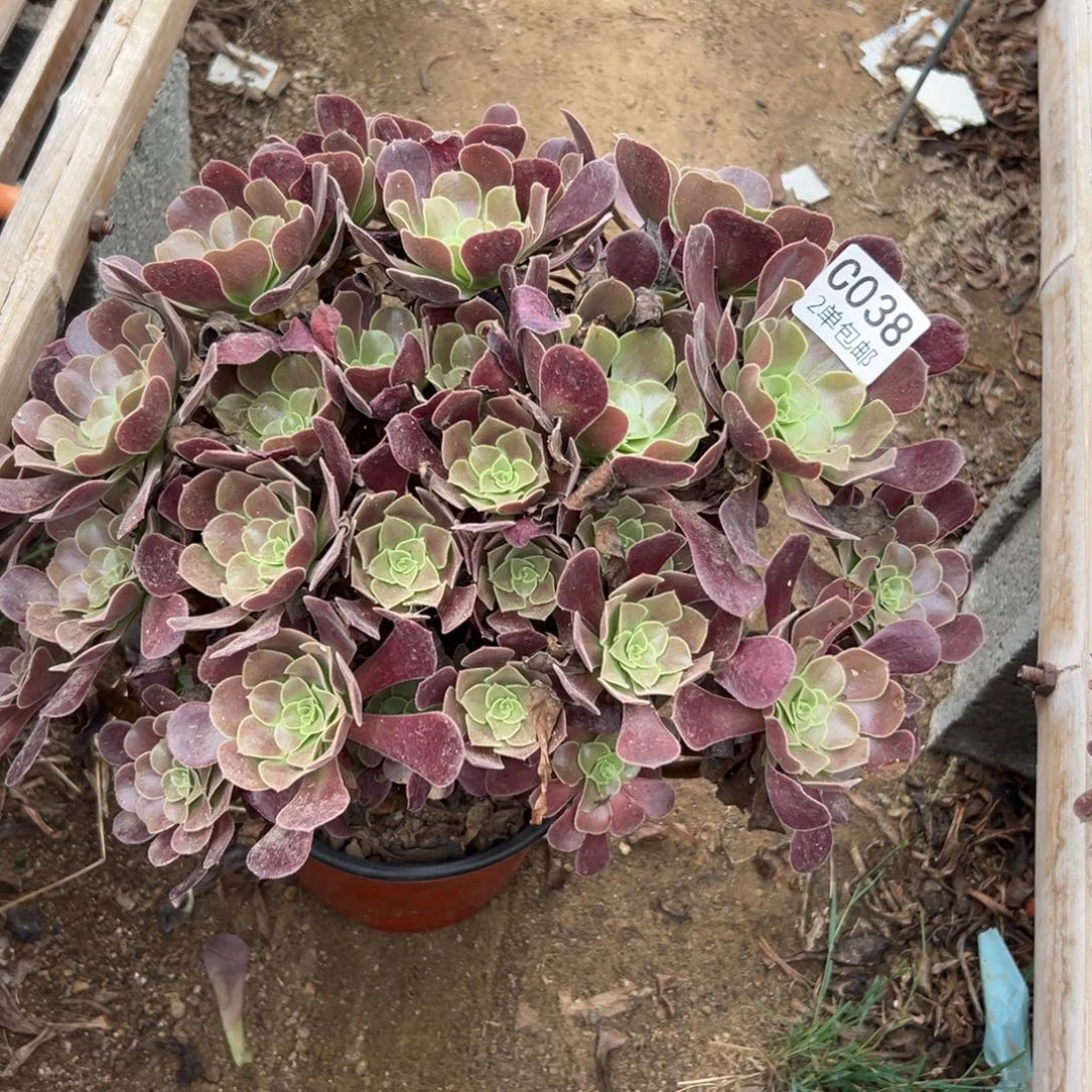 038多肉  欧紫 不包断头