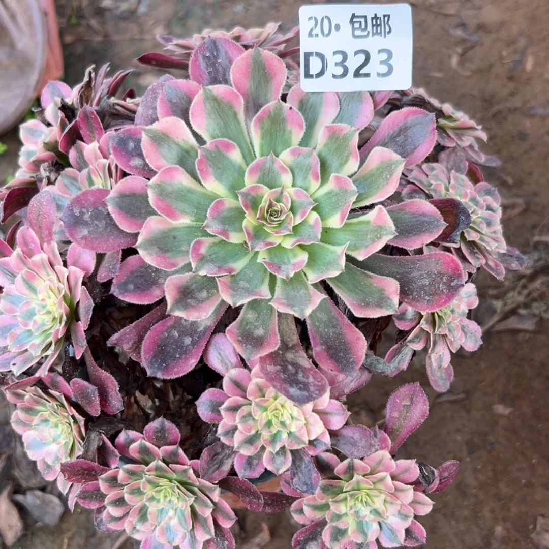 323红铜白，满20包邮