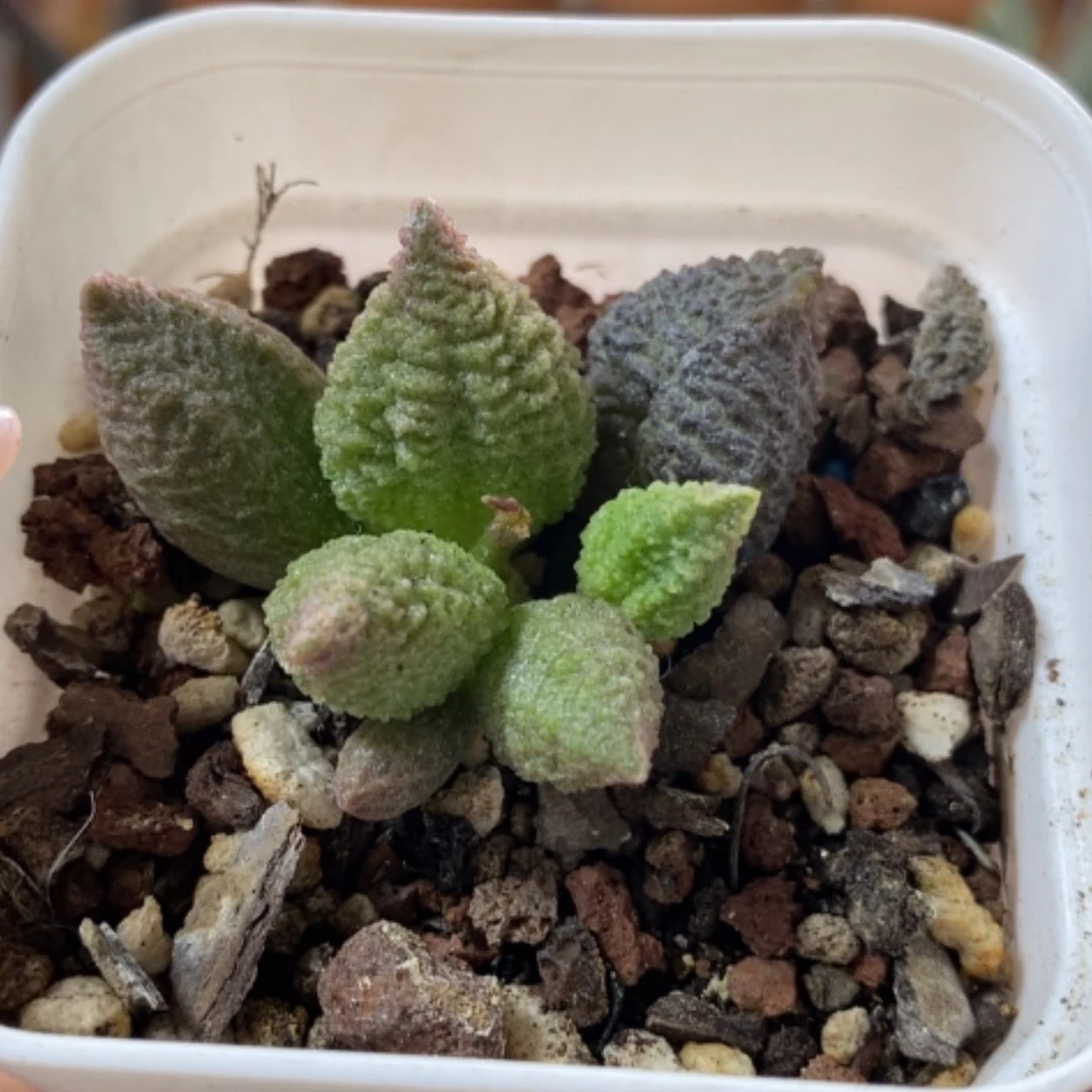 【闪购商品】无花朵小流砂