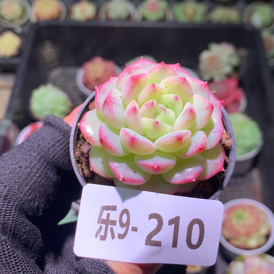 乐然 9-210 单头新品