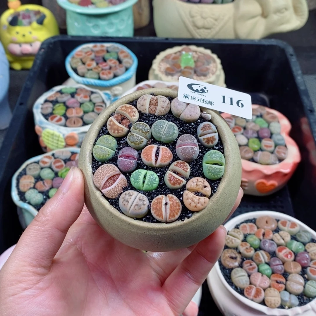 生石花花花花花花花116