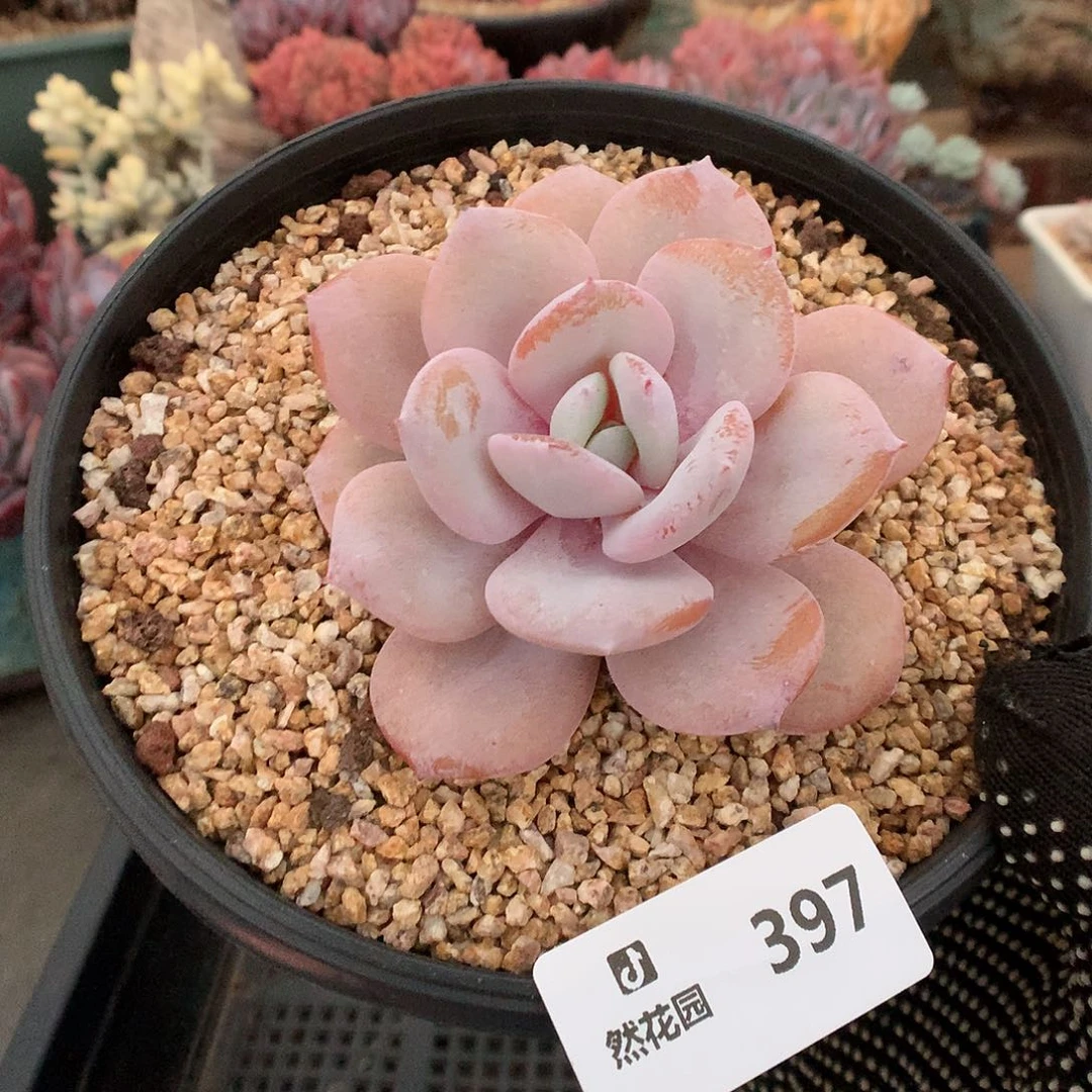 397奶茶多肉植物66666