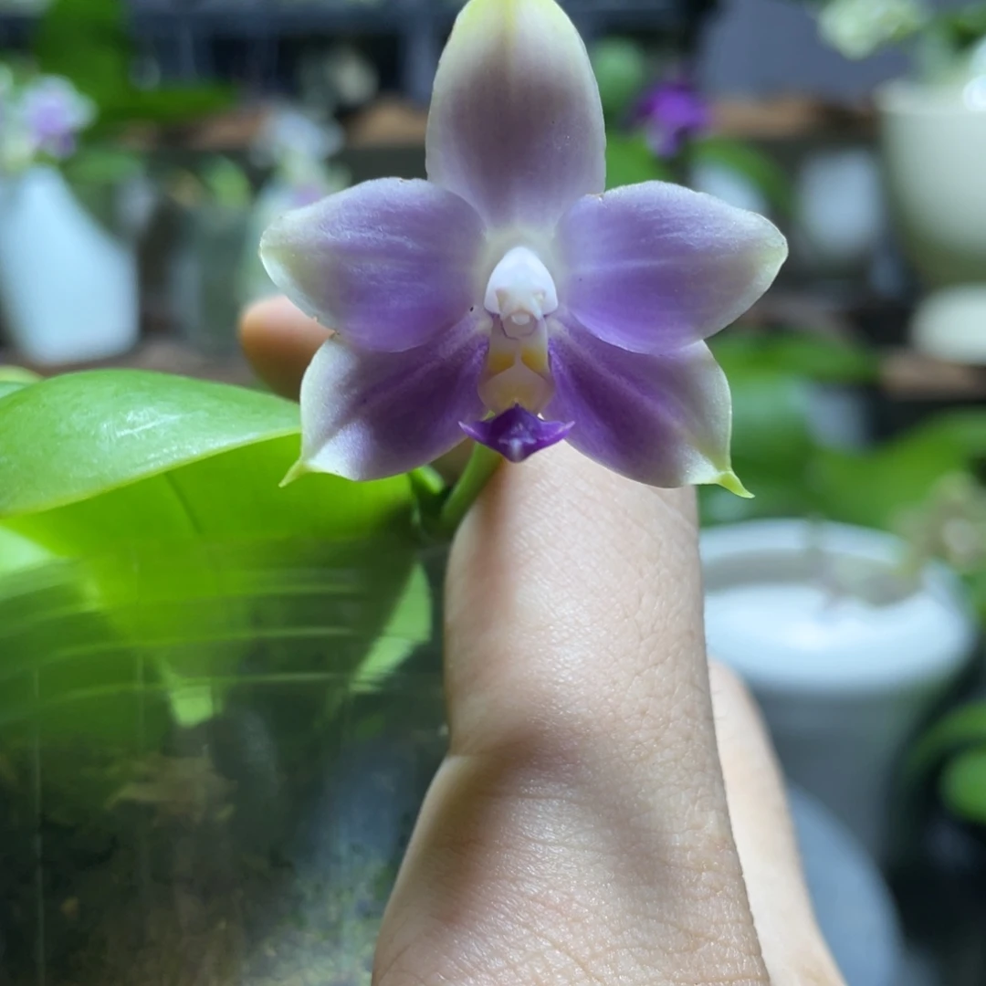 完全开放04叶瑕花期不保