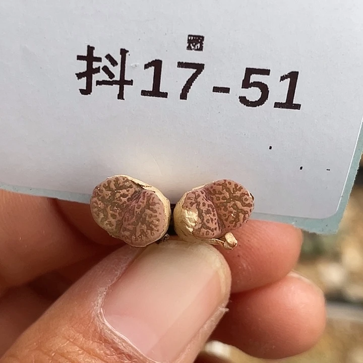 17-51肉锥鸟多肉植物