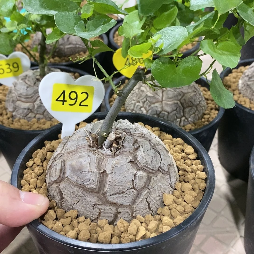 南非龟甲龙龟甲龙