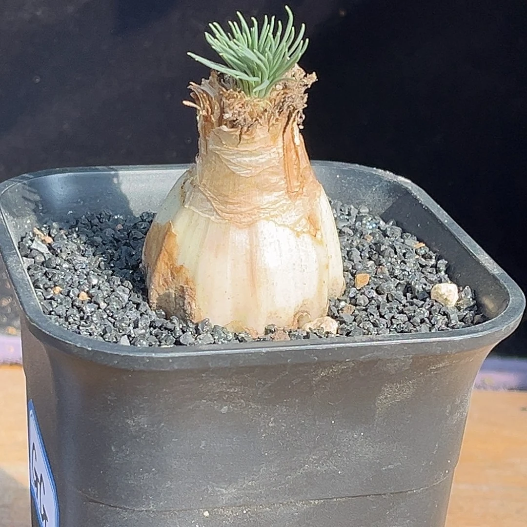 优选GG弹簧草，4公分
