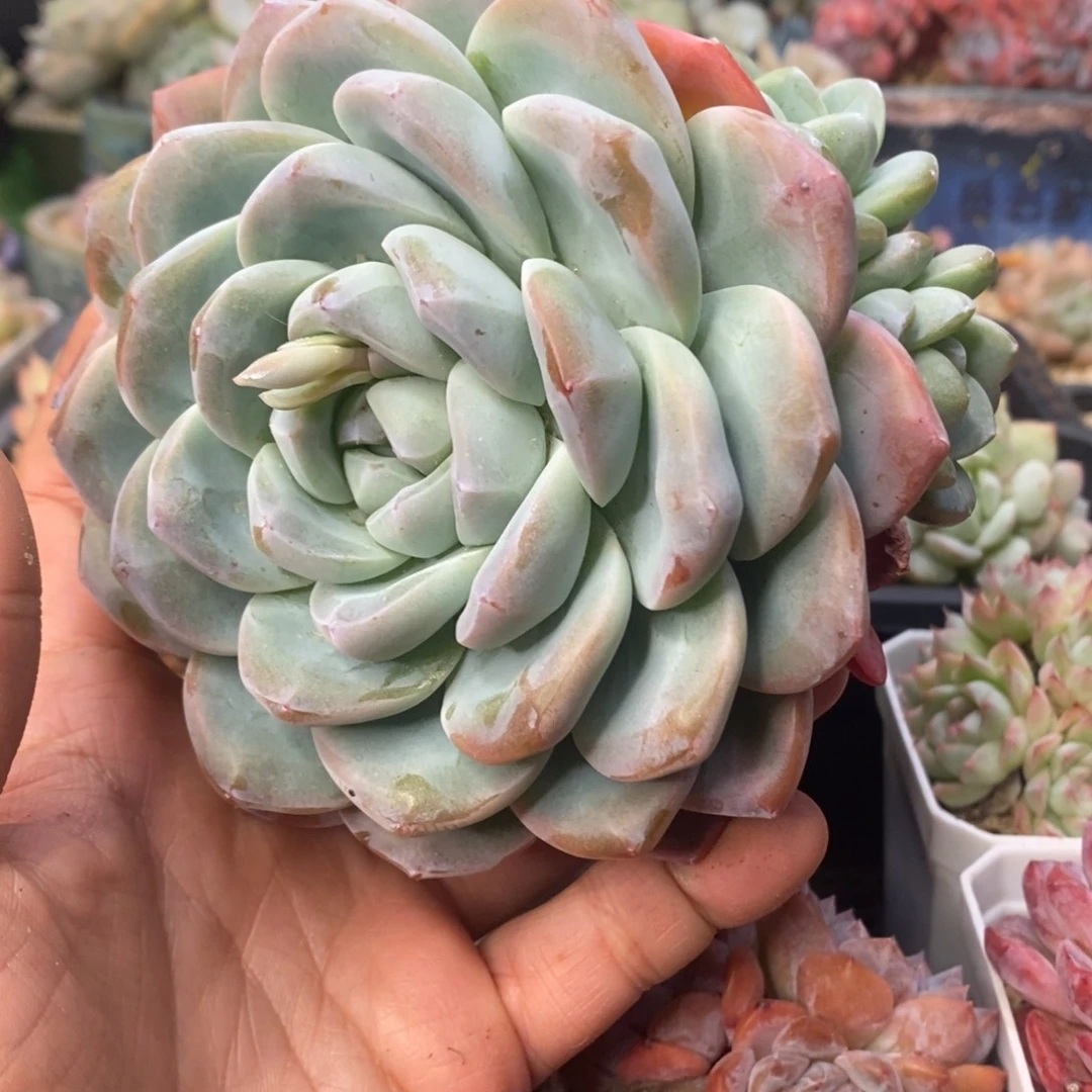 冰玉小群福利清棚