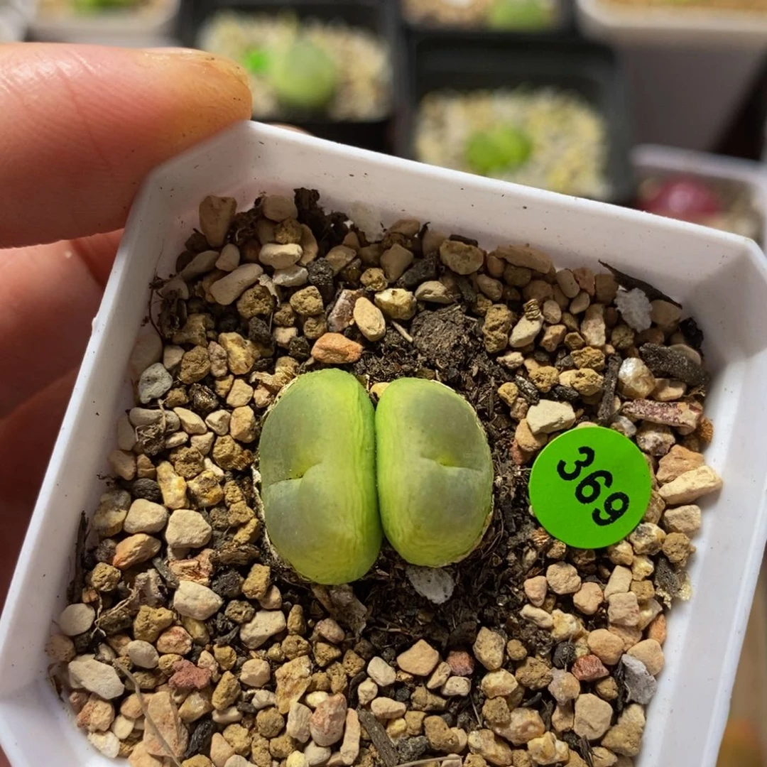 双头拉登1.5-1.7多肉植物369