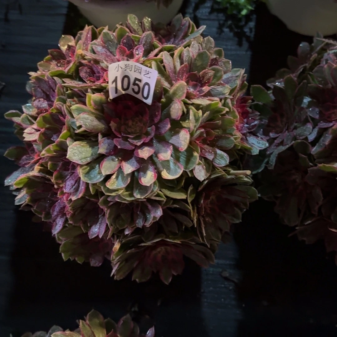 禅***味绯闻多肉植物1050