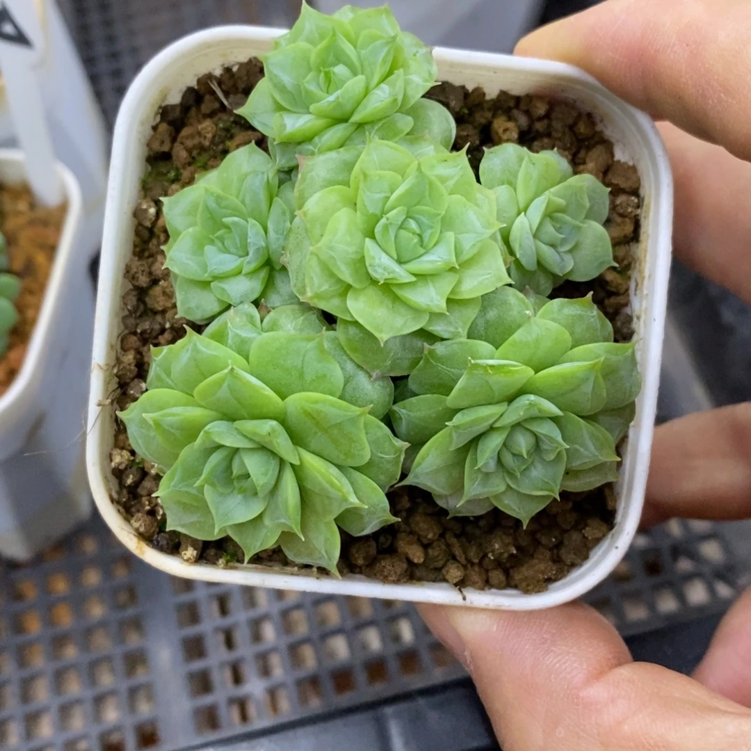 精品多肉一物一拍不包整211