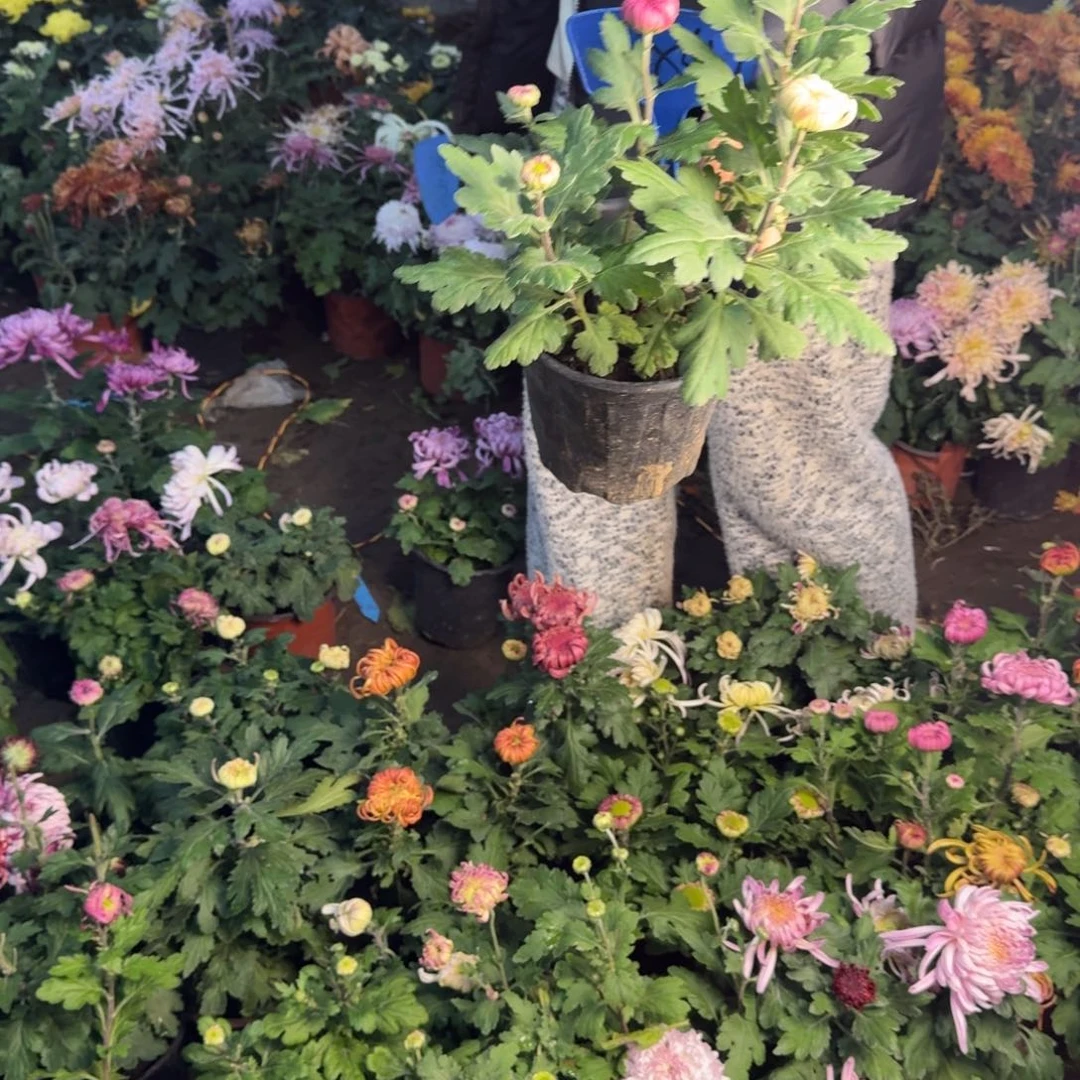 完全开放混色菊花